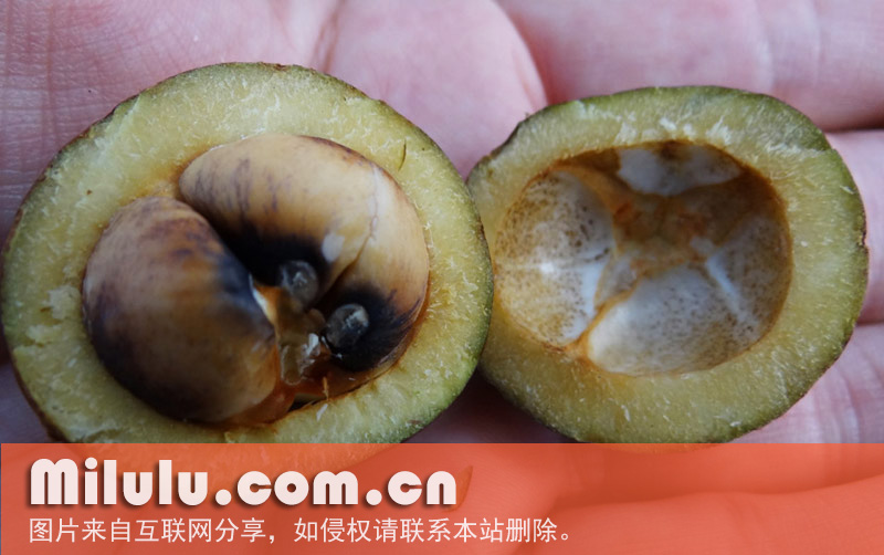 山茶的果实和种子