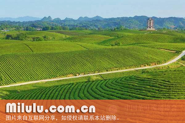 茶海景区美景