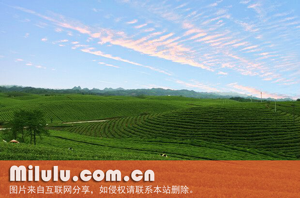 中国茶海