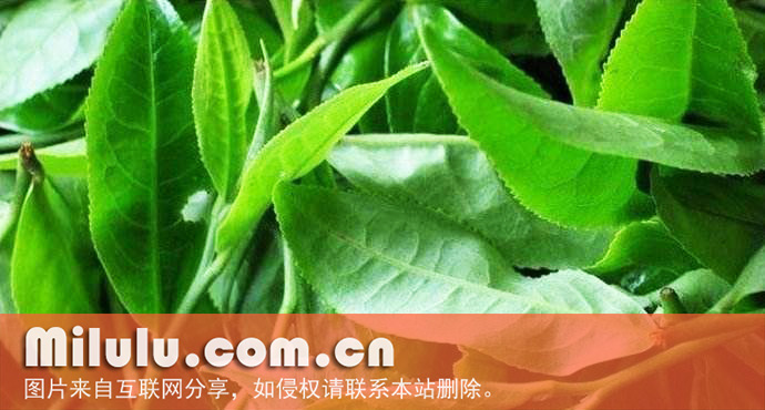 安茶中文名
