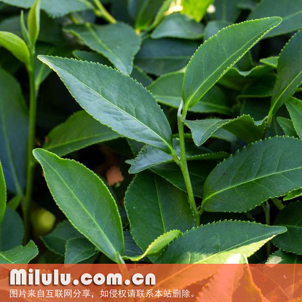 毛蟹茶图片