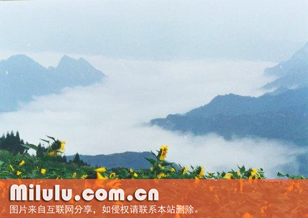 石门银峰图片