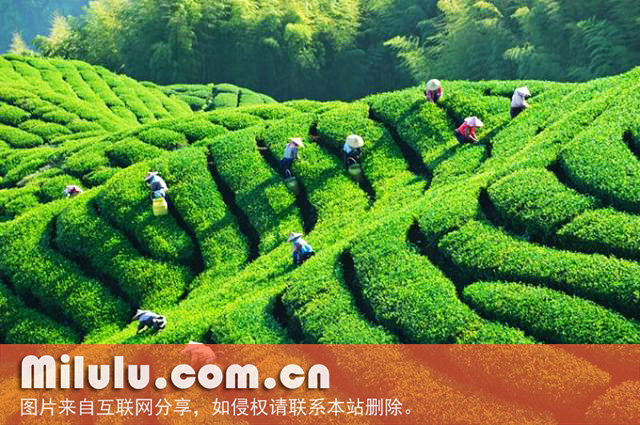 七境茶图片