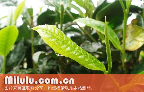 凤庆大叶种