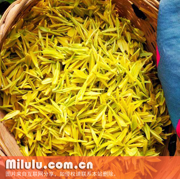 黄金芽