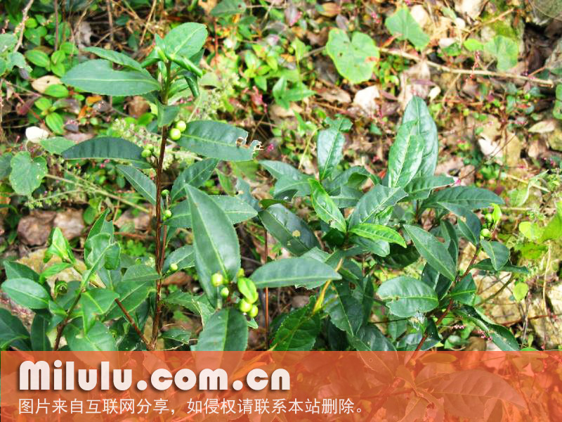 野茶树的植物学史