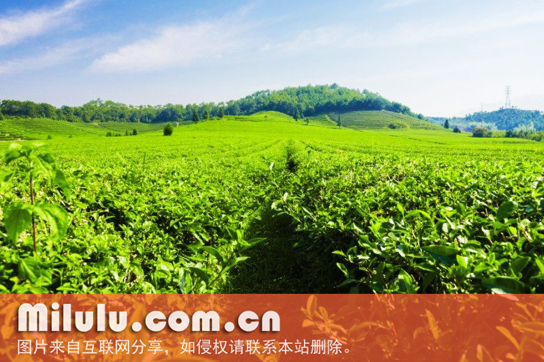 纯茶