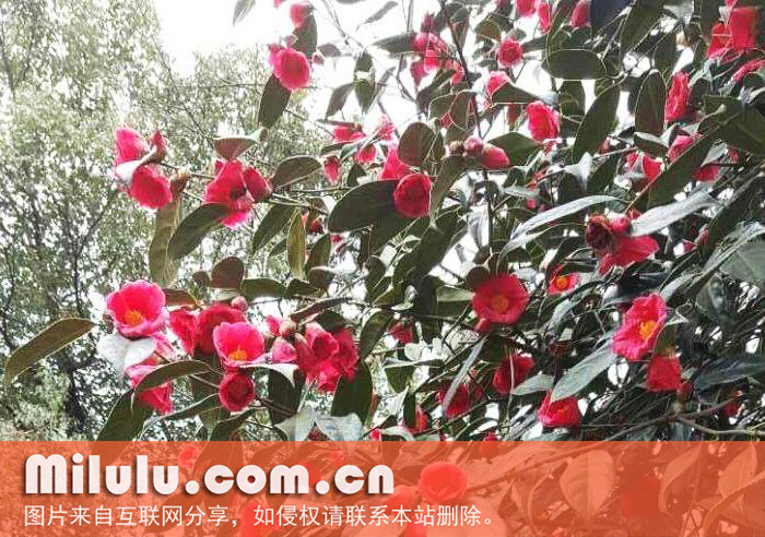 窄叶西南红山茶