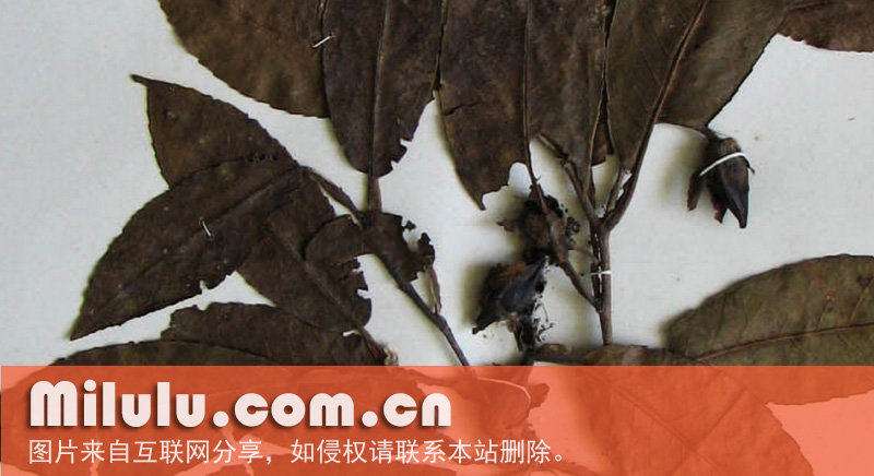 折柄茶属