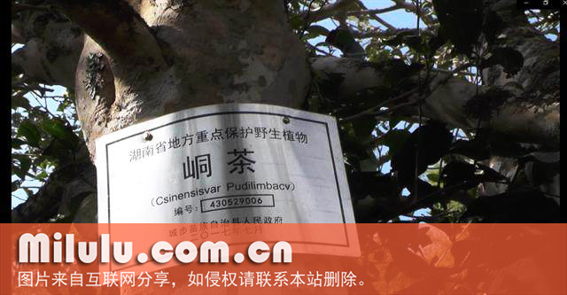 挂牌保护