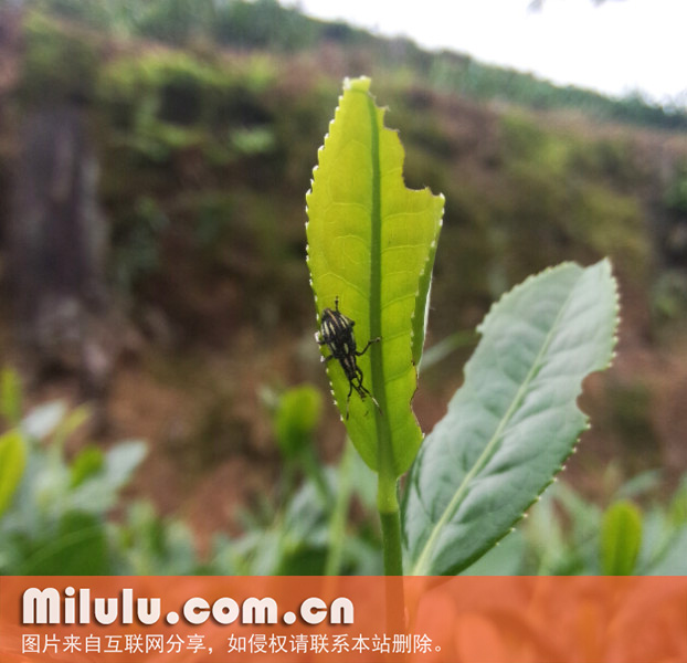 茶丽纹象甲