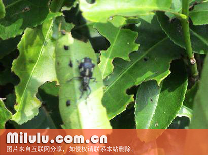 茶丽纹象甲