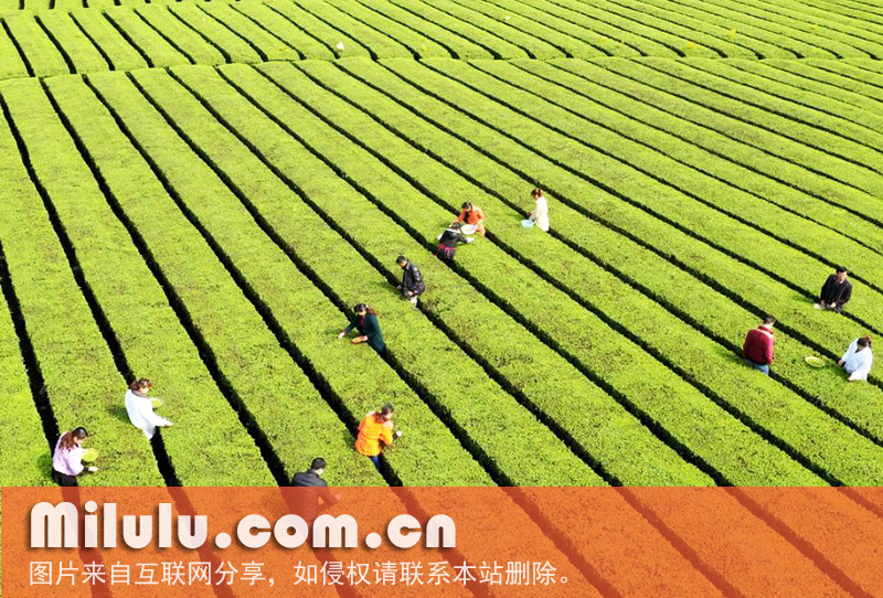 伍家台贡茶图片