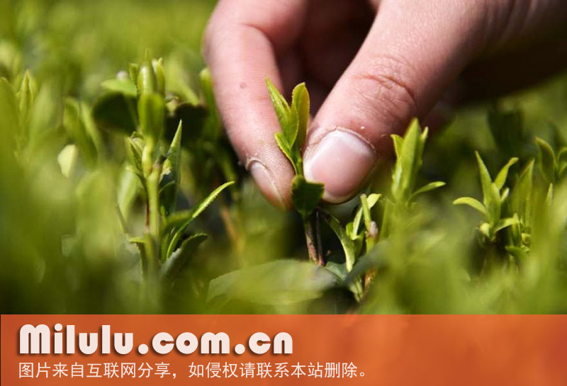 伍家台贡茶图片