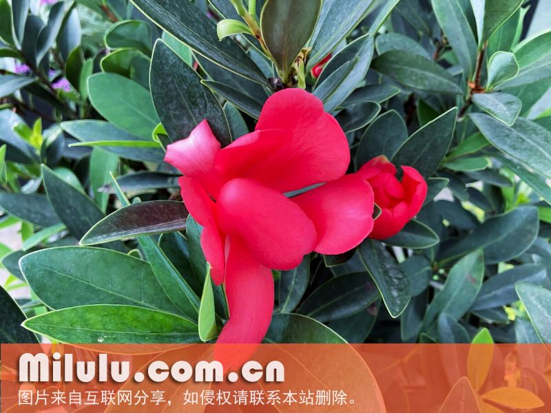 杜鹃叶山茶-花朵