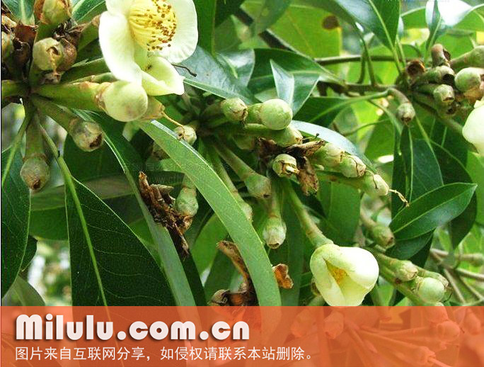 大头茶