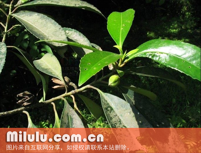 大头茶的主要价值