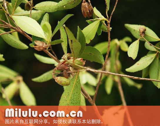 海南大头茶