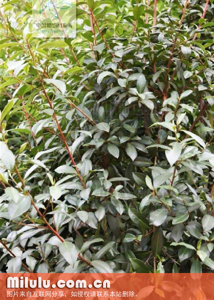 长果大头茶