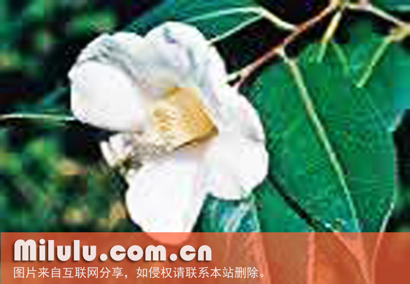 白丝毛红山茶