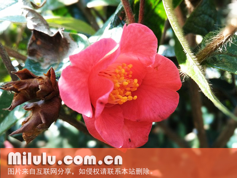 尖萼红山茶