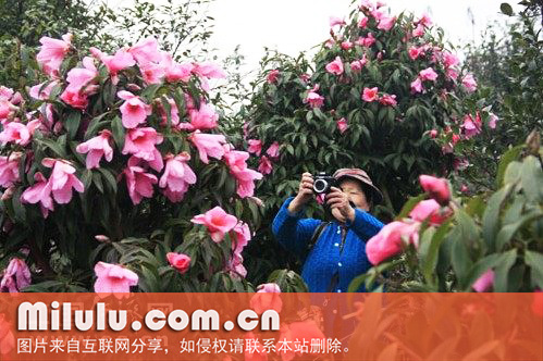 大花红山茶