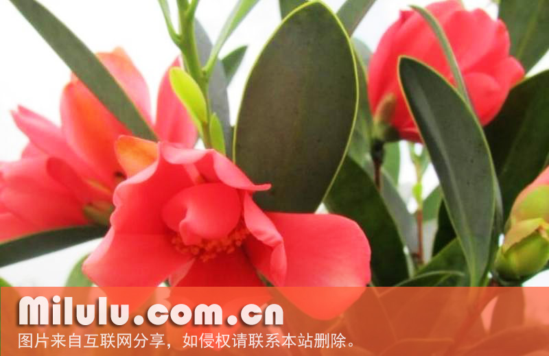 寡脉红山茶