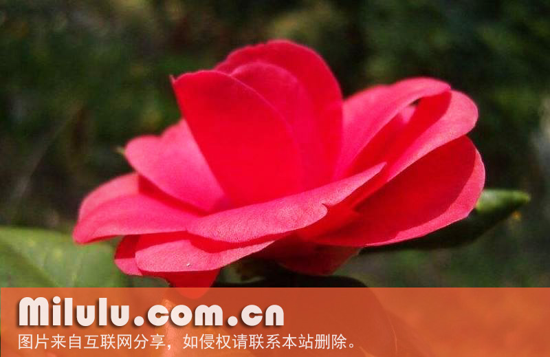 五瓣红山茶