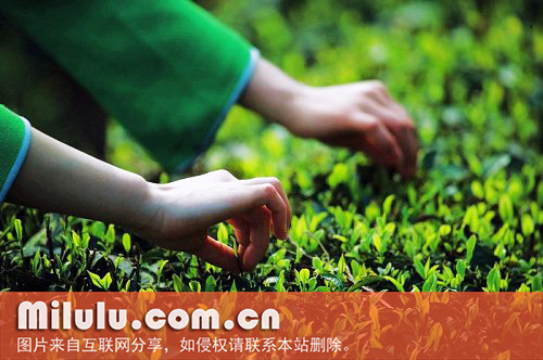 再加工茶