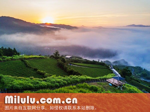 坪林包种茶