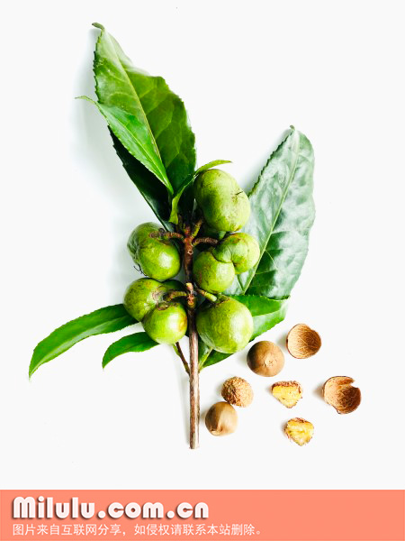 金华市农科院培育的金“12”茶树茶叶籽