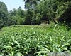 武夷岩茶品种分类
