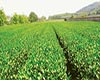庐山云雾茶发展历史