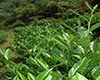 太平猴魁品质特征