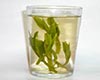 太平猴魁品茗指南