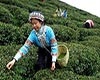 峨眉毛峰产地介绍