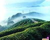 南糯白毫生态环境