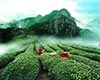春茶图片