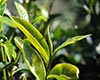 大叶种晒青毛茶图片