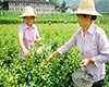 夏秋茶图片