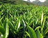 鸟嘴茶简介