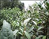 紫笋茶制作