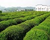 婺源茶的茶史