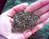 松针茶图片