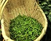车云山毛尖图片
