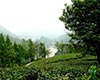 紫阳富硒茶生产情况