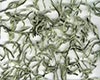 乐昌白毛茶简介