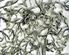 白毛茶主要区别