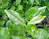 安溪四大名茶本山