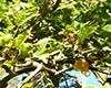 四川大头茶图片